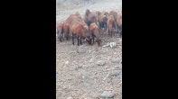 23 نعجة وكبش